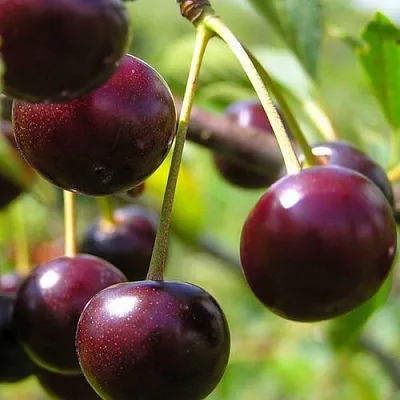 Вишня ЛИВЕНСКАЯ  Вишня ЛИВЕНСКАЯ в Чите