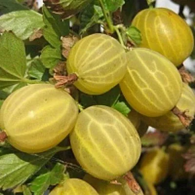 Крыжовник КУРШУ ДЗИНТАРС  Крыжовник КУРШУ ДЗИНТАРС в Чите