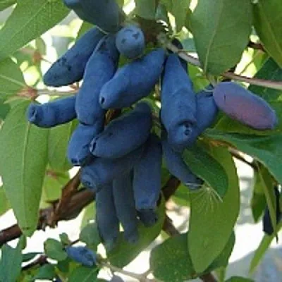 Жимолость съедобная ГОРДОСТЬ БАКЧАРА в Чите