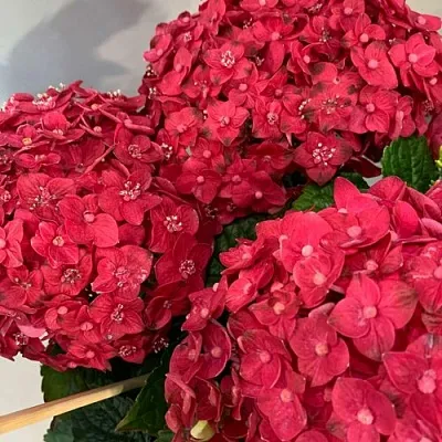 Гортензия ЭНДЛЕСС САММЕР ЛАВ крупнолистная в Чите