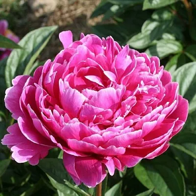 Пион СЕБАСТЬЯН МААС травянистый  Пион СЕБАСТЬЯН МААС травянистый в Чите