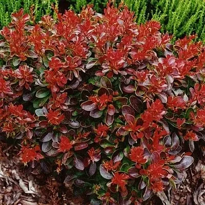 Барбарис КАРМЕН тунберга  Барбарис КАРМЕН тунберга в Чите