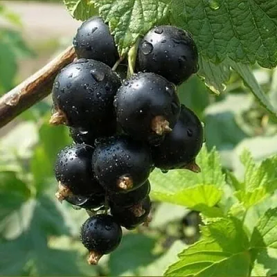 Смородина черная ПИГМЕЙ в Чите
