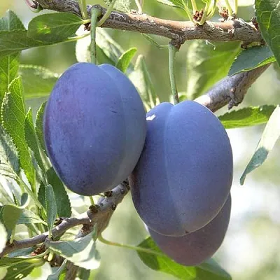 Слива СТЭНЛИ  Слива СТЭНЛИ в Чите