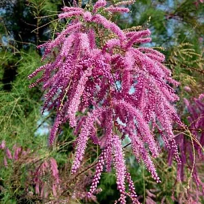 Тамарикс ПИНК КАСКАД  Тамарикс ПИНК КАСКАД в Чите