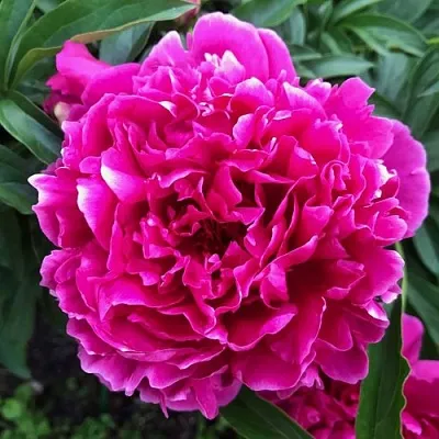 Пион КАРЛ РОЗЕНФЕЛЬД травянистый  Пион КАРЛ РОЗЕНФЕЛЬД травянистый в Чите