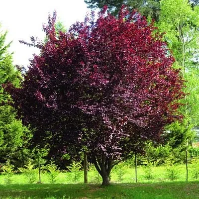 Слива НИГРА растопыреная   Слива НИГРА растопыреная  в Чите