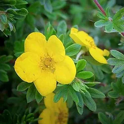 Лапчатка ГОЛДСТАР кустарниковая  Лапчатка ГОЛДСТАР кустарниковая в Чите