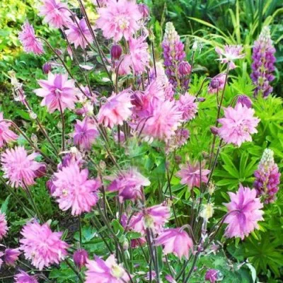 Аквилегия БАРЛОУ ПИНК гибрид МакКаны — описание сорта Аквилегия БАРЛОУ ПИНК гибрид МакКаны в Чите