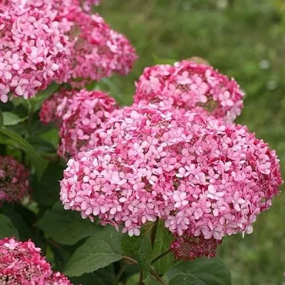 Гортензия ИНВИЗИБЛ СПИРИТ  Гортензия ИНВИЗИБЛ СПИРИТ в Чите