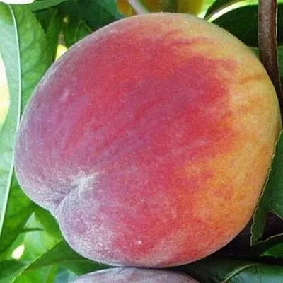 Персик ТОП СВИТ  Персик ТОП СВИТ в Чите