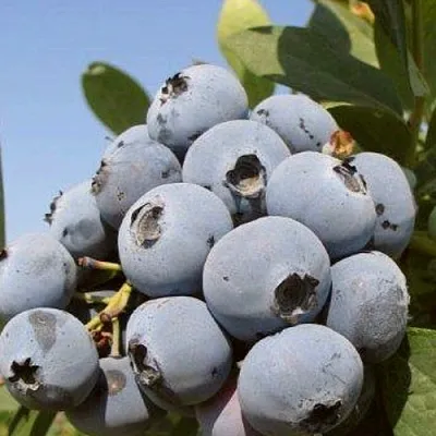 Голубика ЦУКЕР ТРАУБЕ в Чите