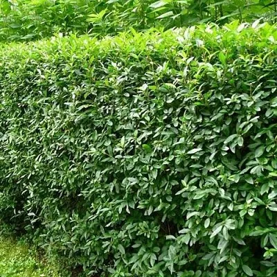 Бирючина обыкновенная  Бирючина обыкновенная в Чите