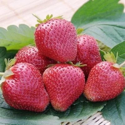 Клубника ВИМА КСИМА  Клубника ВИМА КСИМА в Чите