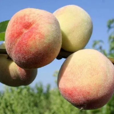 Персик ДОНЕЦКИЙ БЕЛЫЙ  Персик ДОНЕЦКИЙ БЕЛЫЙ в Чите