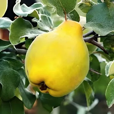 Айва МИР в Чите