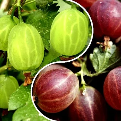 Комплект СКАЗКА в Чите