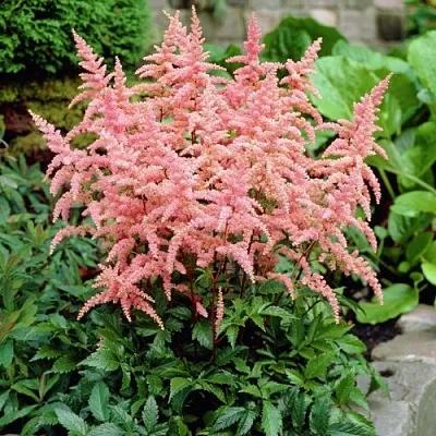 Астильба БРЕССИНГЕМ БЬЮТИ Арендса  Астильба БРЕССИНГЕМ БЬЮТИ Арендса в Чите