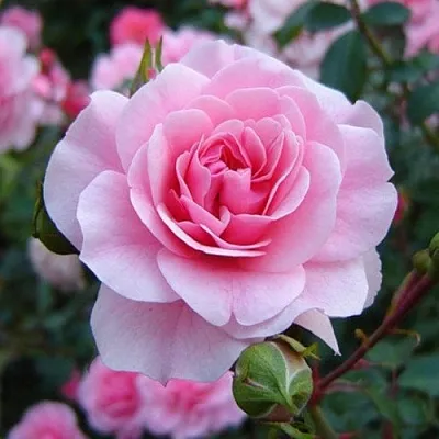 Саженцы роз БОНИКА флорибунда  Саженцы роз БОНИКА флорибунда в Чите