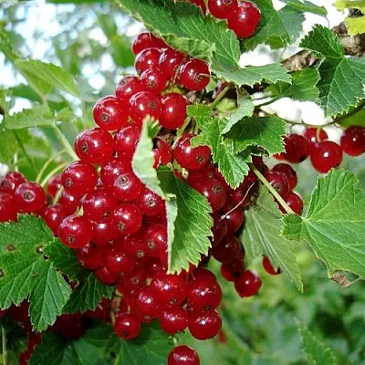 Смородина красная ГОЛЛАНДСКАЯ КРАСНАЯ в Чите