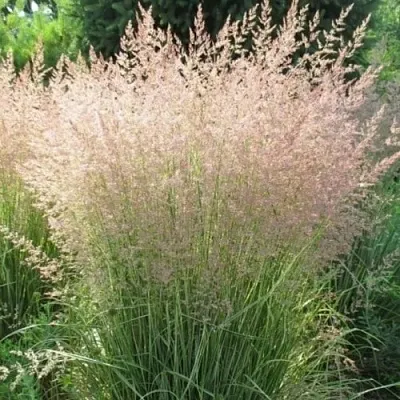 Вейник ОВЕРДАМ остроцветковый  Вейник ОВЕРДАМ остроцветковый в Чите
