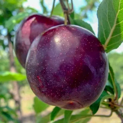 Слива АНЖЕЛИНО  Слива АНЖЕЛИНО в Чите