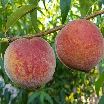 Персик КОНДОР  Персик КОНДОР в Чите