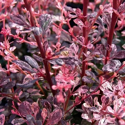 Барбарис АРЛЕКИН тунберга  Барбарис АРЛЕКИН тунберга в Чите