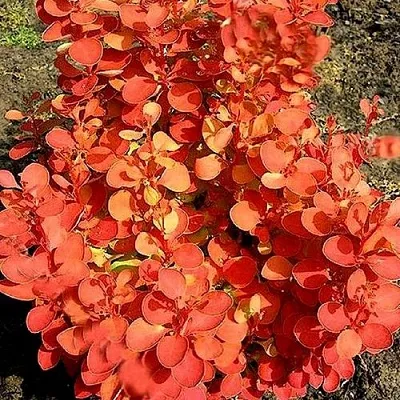 Барбарис ОРАНЖ ФАЙЕР тунберга  Барбарис ОРАНЖ ФАЙЕР тунберга в Чите