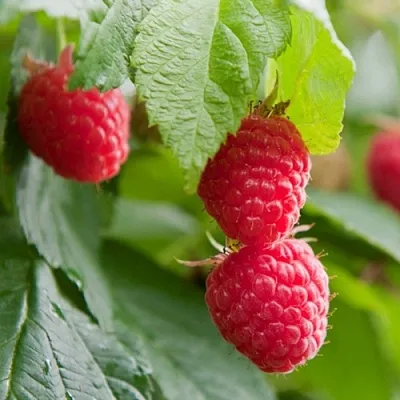 Малина МАРАВИЛЛА  Малина МАРАВИЛЛА в Чите