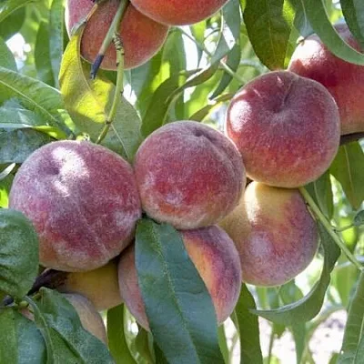 Персик ЗАРМЕНЮ  Персик ЗАРМЕНЮ в Чите