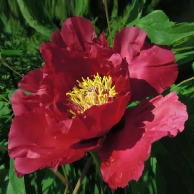 Пион КРАСНЫЙ ЛОТОС древовидный в Чите
