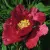 Пион КРАСНЫЙ ЛОТОС древовидный — описание сорта Пион КРАСНЫЙ ЛОТОС древовидный в Чите