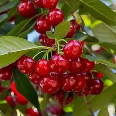 Вишня ГИРЛЯНДА  Вишня ГИРЛЯНДА в Чите