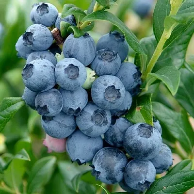 Голубика ХАРДИБЛЮ  Голубика ХАРДИБЛЮ в Чите