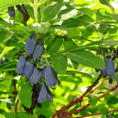 Жимолость съедобная ЛЕБЁДУШКА — описание сорта Жимолость съедобная ЛЕБЁДУШКА в Чите