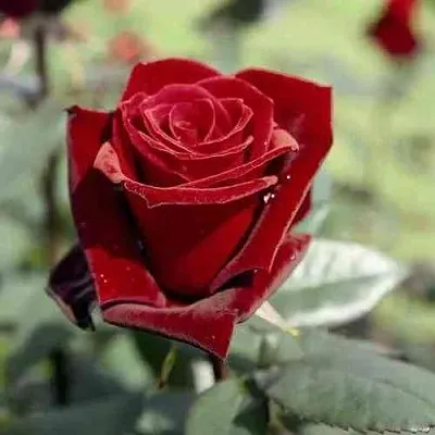 Саженцы роз ТАБУ чайно-гибридная в Чите