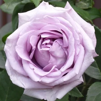 Саженцы роз ИНДИГОЛЕТТА плетистая  Саженцы роз ИНДИГОЛЕТТА плетистая в Чите