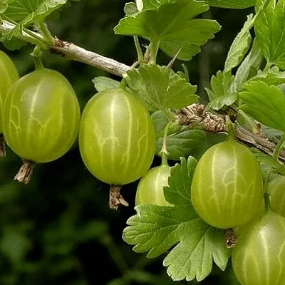 Крыжовник УРАЛЬСКИЙ БЕСШИПНЫЙ  Крыжовник УРАЛЬСКИЙ БЕСШИПНЫЙ в Чите