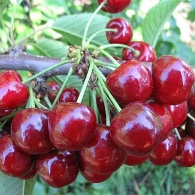 Вишня ДЕСЕРТНАЯ МОРОЗОВОЙ  Вишня ДЕСЕРТНАЯ МОРОЗОВОЙ в Чите