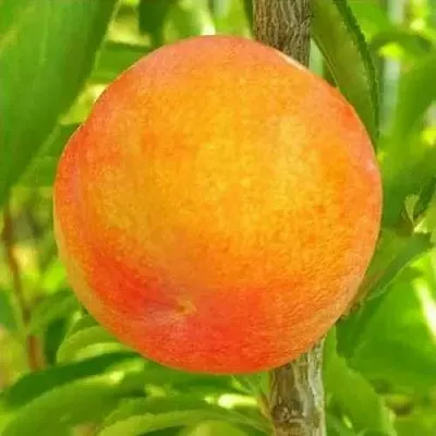 Шарафуга БЕЛЛА ГОЛД  Шарафуга БЕЛЛА ГОЛД в Чите