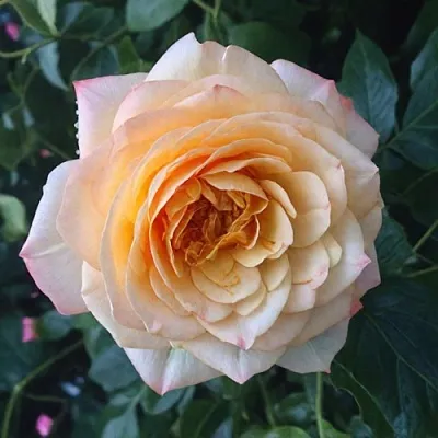 Саженцы роз АБЕЙ ДЕ СЕНТ-АМАН шраб  Саженцы роз АБЕЙ ДЕ СЕНТ-АМАН шраб в Чите