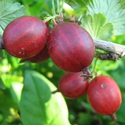 Крыжовник ЩЕДРЫЙ  Крыжовник ЩЕДРЫЙ в Чите