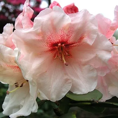 Рододендрон ХАНЯ	  Рододендрон ХАНЯ	 в Чите