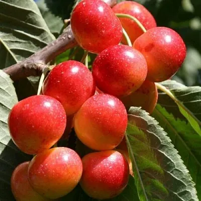 Черешня ГАСТИНЕЦ  Черешня ГАСТИНЕЦ в Чите