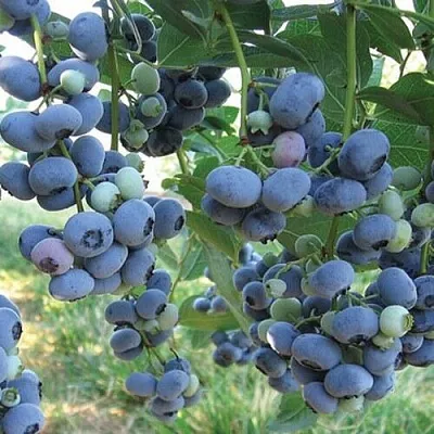 Голубика ЛИБЕРТИ  Голубика ЛИБЕРТИ в Чите