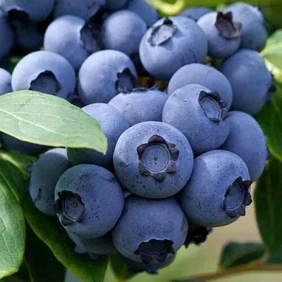 Голубика СПАРТАН  Голубика СПАРТАН в Чите