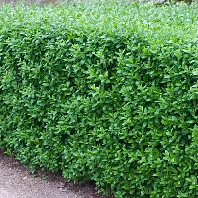 Бирючина обыкновенная АТРОВИРЕНС  Бирючина обыкновенная АТРОВИРЕНС в Чите