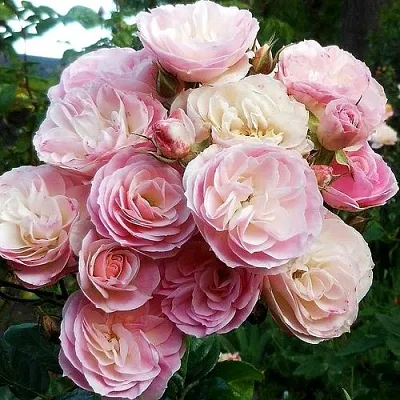 Саженцы роз БУКЕТ ПАРФЕ мускусная в Чите