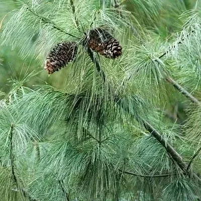 Сосна АРМАНДИ  Сосна АРМАНДИ в Чите